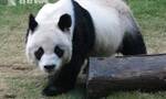 视频｜全球最长寿的圈养雄性大熊猫“安安”在香港离世