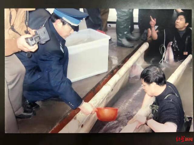 ↑2003年，专家在宜宾救助长江白鲟。穆天荣供图