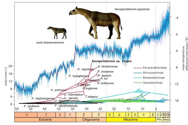 巨犀体型演化与气候环境的关系古脊椎所供图