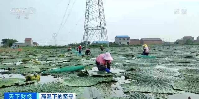 高温下的坚守  头茬芡实成熟 江苏淮安农户顶烈日抢收