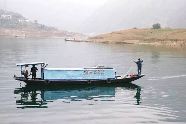 几十年来，长江消失的鱼不止白鲟。|Hugh Llewelyn/ flickr