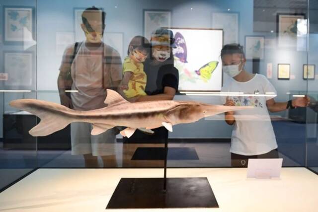 2022年6月，观众在北京自然博物馆参观白鲟标本。