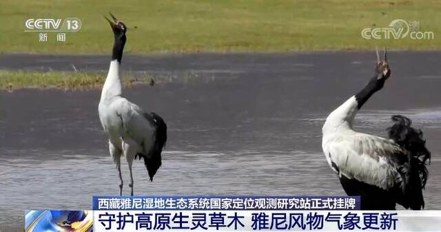 我国湿地科学研究将迈出重要一步  守护高原生灵草木 雅尼风物气象更新