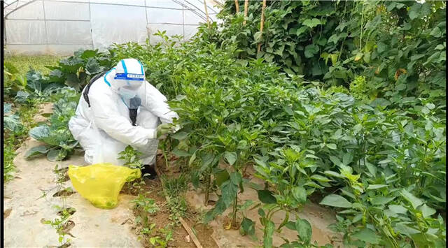 镇村干部建立蔬菜种植户交流群，组织志愿者下田间采摘蔬菜。