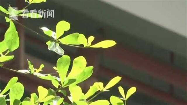 视频｜广东多地遭遇高温天气 年度高温纪录再被刷新