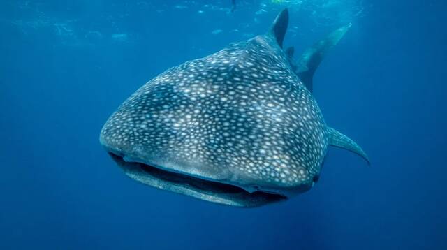 鲸鲨是世界上最大的杂食动物