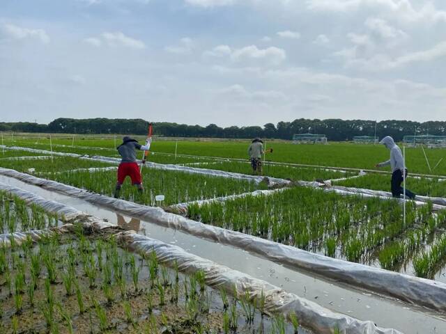 不惧“烤”验②丨南农教授：大地是我的实验室，田野是我的空调房！