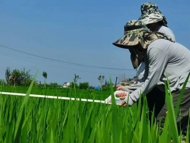 不惧“烤”验②丨南农教授：大地是我的实验室，田野是我的空调房！