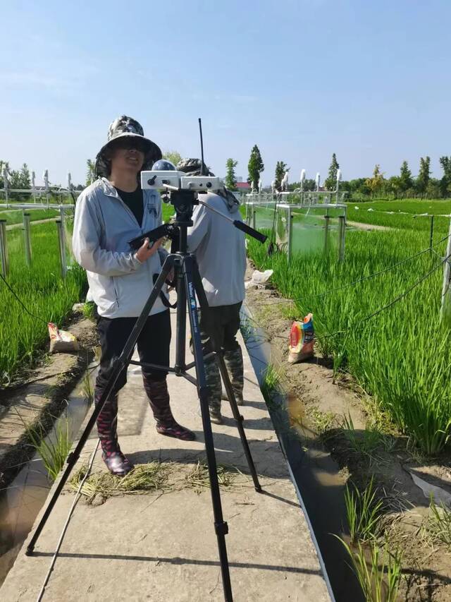 不惧“烤”验②丨南农教授：大地是我的实验室，田野是我的空调房！