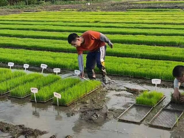 不惧“烤”验②丨南农教授：大地是我的实验室，田野是我的空调房！