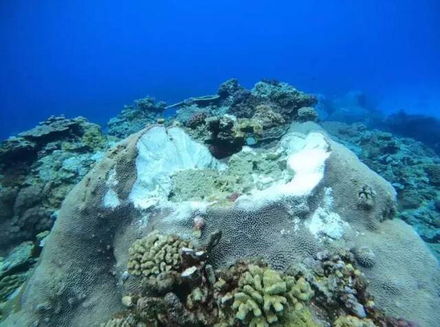 台东县绿岛石朗保护区水下珊瑚礁再遭港区施工船只锚定缆绳破坏，县府将开罚并要求船只停运。图片来源：台湾《联合报》图。