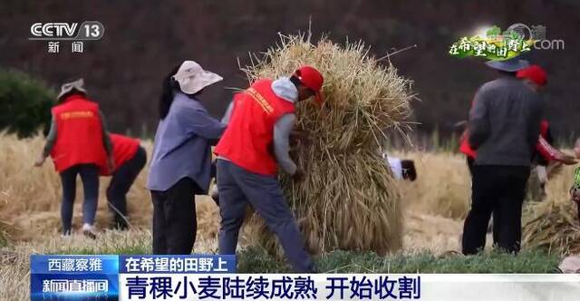 在希望的田野上  西藏察雅青稞小麦陆续成熟 开始收割