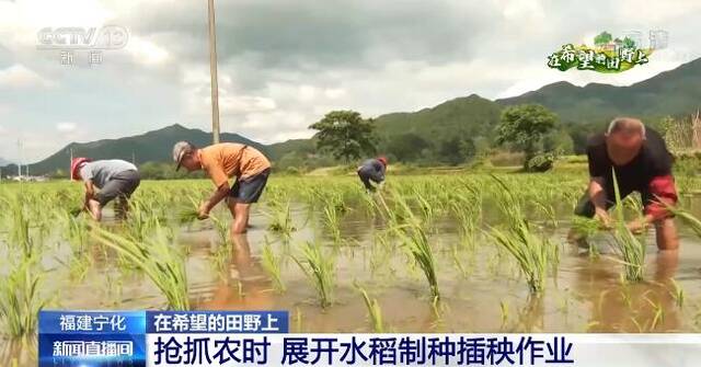 在希望的田野上  抢抓农时 福建宁化展开水稻制种插秧作业