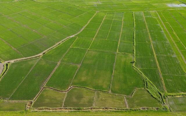 2022年6月30日，黑龙江省佳木斯市，富锦市的水稻田，绿意盎然。图源：ICphoto