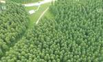 527万公顷！“三北防护林工程”取得巨大生态、经济和社会效益