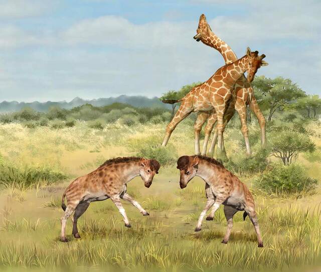 为竞争配偶所展开的头部撞击战斗促成长颈鹿长脖子的发展