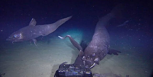 日本研究人员在2000多米的水下发现全球最大深海硬骨鱼：横纲沙丁鱼