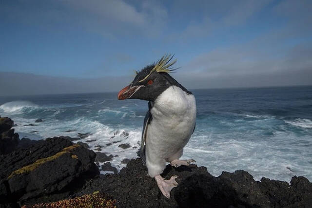 一只南跳岩企鹅（southern rockhopper penguin）站在南非马里恩岛的一处悬崖上。 PHOTOGRAPH BY THOMAS P. PESC