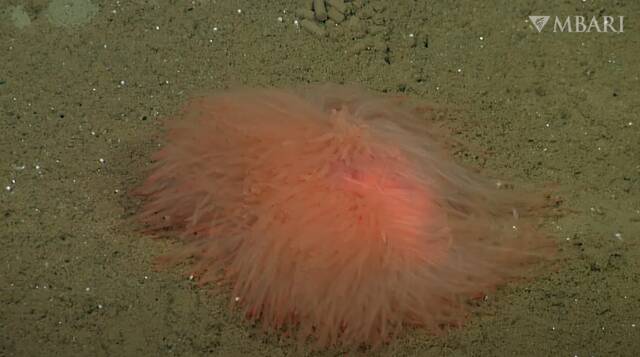 墨西哥加利福尼亚湾海底发现的
