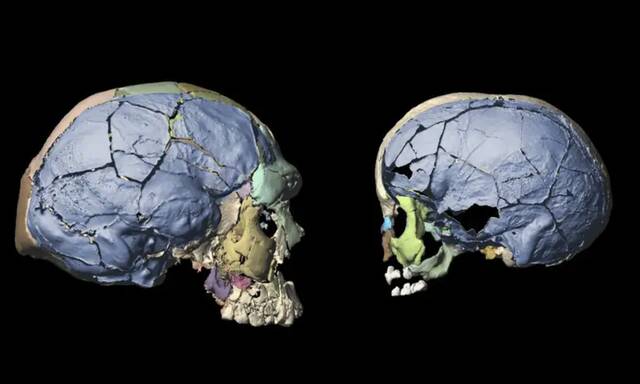 16万年前儿童和成人颅骨的数字复原图图片来源：苏黎世大学