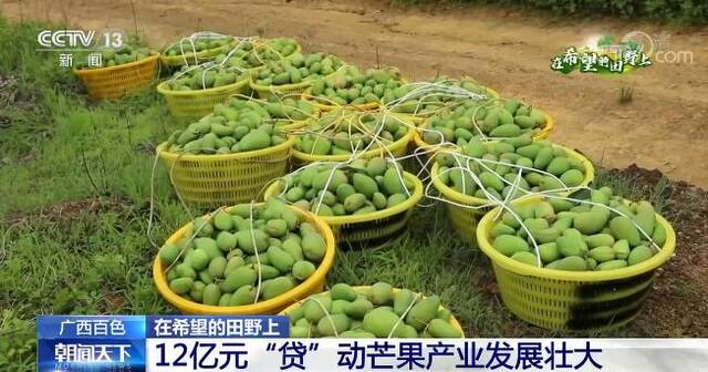 在希望的田野上  12亿元“贷”动广西百色芒果产业发展壮大