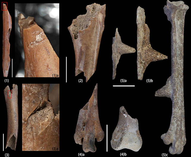 《考古与人类学科学》：研究发现史前人类利用鸟类资源的系列证据