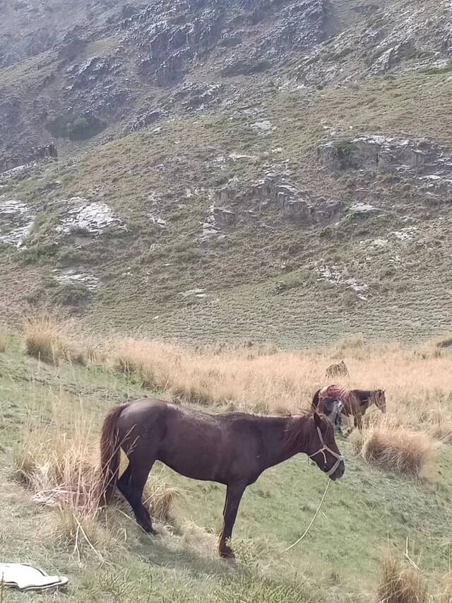 ▲刚刚退役的老马在山间草场。受访者供图