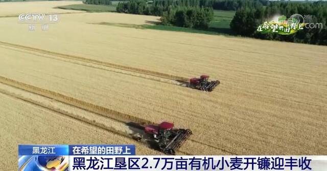在希望的田野上  黑龙江垦区2.7万亩有机小麦开镰迎丰收