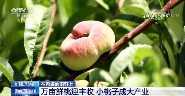 在希望的田野上  万亩鲜桃迎丰收 小桃子“变身”大产业