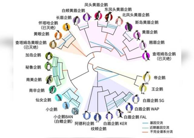 国际团队排序企鹅基因揭逾6000万年演化历程