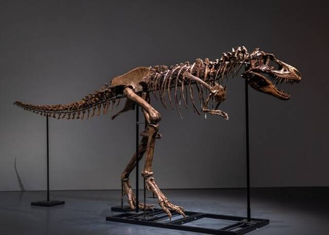 7700万年历史蛇发女怪龙化石拍卖以约610万美元成交