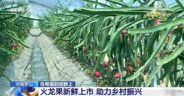 在希望的田野上  河南罗山火龙果新鲜上市 红红火火助力乡村振兴