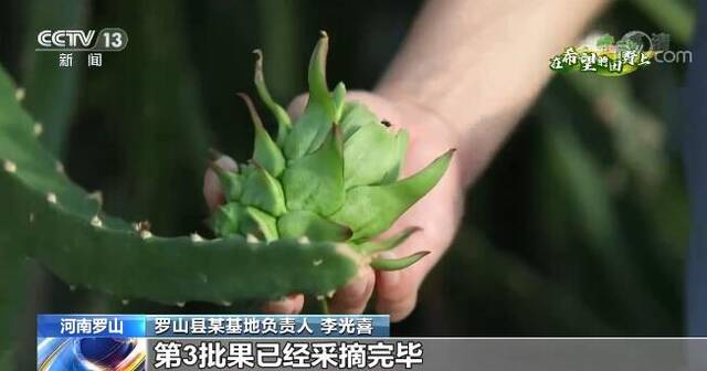 在希望的田野上  河南罗山火龙果新鲜上市 红红火火助力乡村振兴