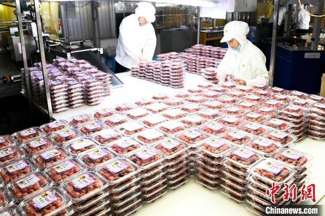 漳州森泉食品有限公司工人在包装即将出口日本的青梅干。张金川摄