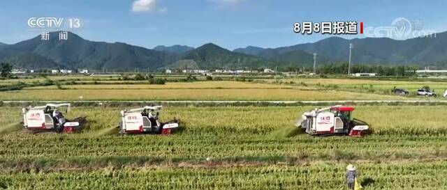 在希望的田野上  “再生稻”迎丰收 绿色高效促增收