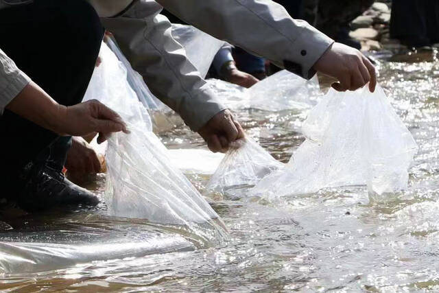 8月9日，当地干部群众在玛可河中增殖放流川陕哲罗鲑（采访对象供图）。