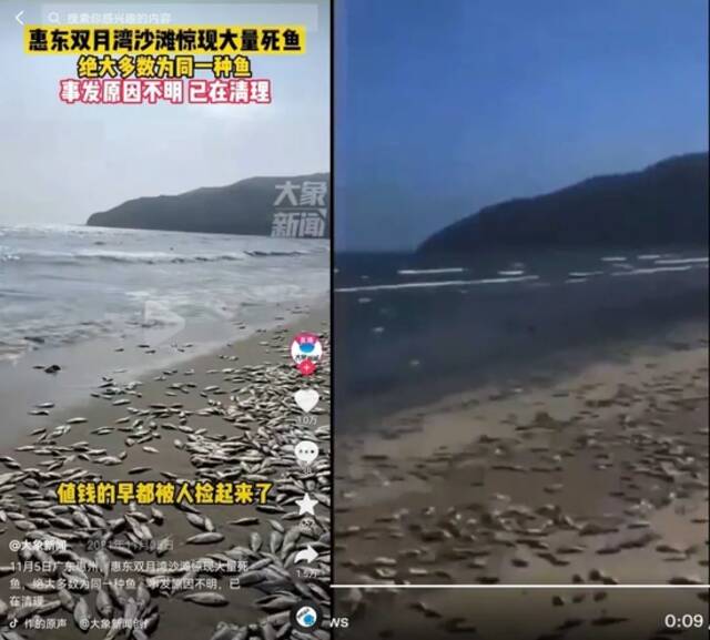 明查｜海滩上出现大量死鱼，系解放军演习所致？与军演无关！