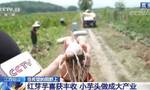 在希望的田野上  江西铅山：红芽芋喜获丰收 小芋头做成大产业