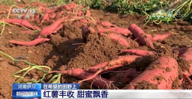 在希望的田野上  河南伊川红薯喜迎丰收 新技术带动农户增收致富