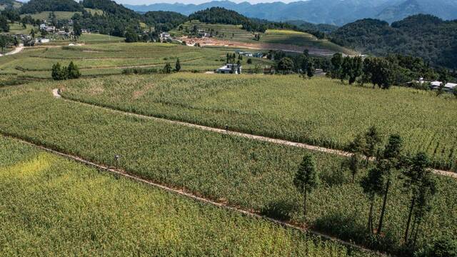 茅坡村的高粱基地。新华社记者陶亮摄