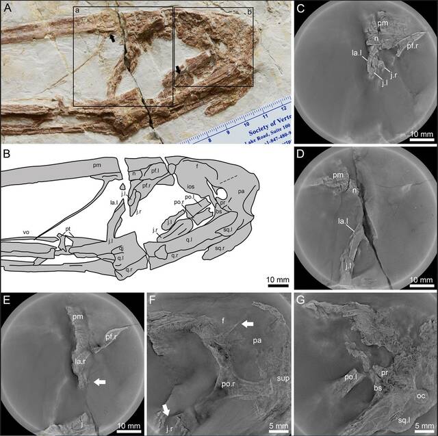 热河生物群帆翼龙科一新属种——坎波斯凌源翼龙或以捕鱼为食