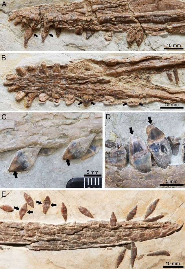 热河生物群帆翼龙科一新属种——坎波斯凌源翼龙或以捕鱼为食