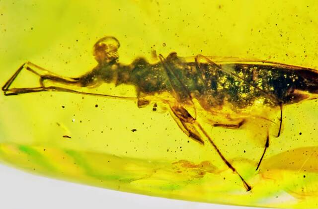 1亿年前缅甸琥珀中的奇特昆虫Palaeotanyrhina exophthalma