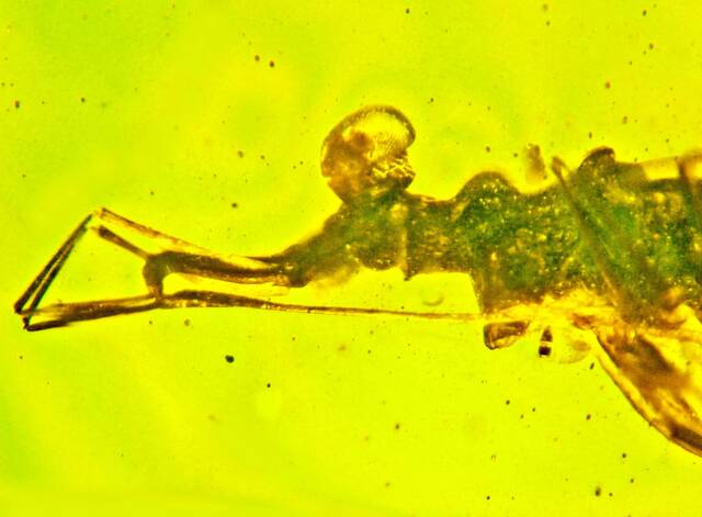 1亿年前缅甸琥珀中的奇特昆虫Palaeotanyrhina exophthalma