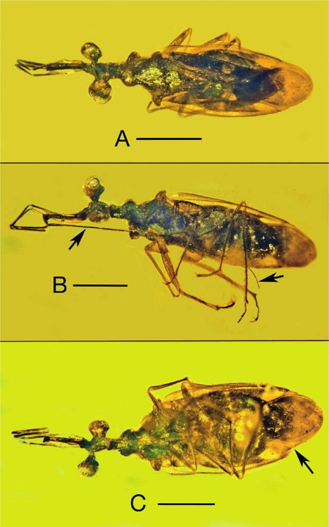 1亿年前缅甸琥珀中的奇特昆虫Palaeotanyrhina exophthalma