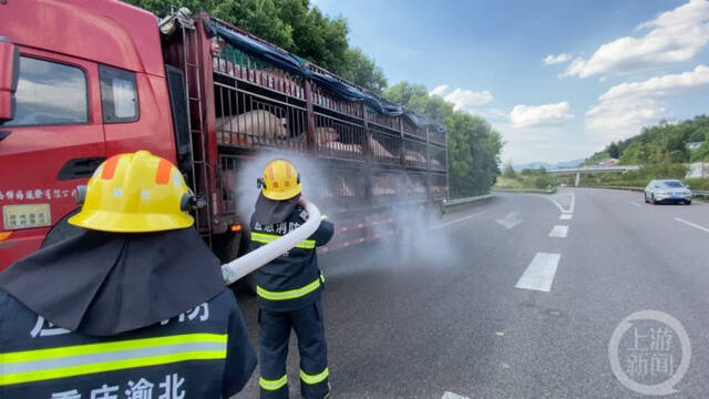 “二师兄”高速路上中暑，消防员为它们喷水降温