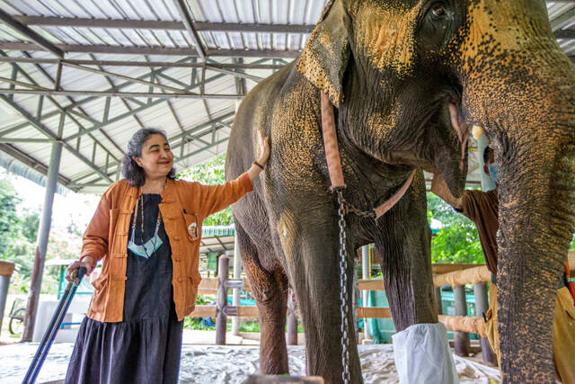 全球连线  世界大象日：探访世界首家大象医院