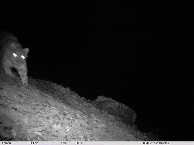 甘肃阿夏自然保护区首次监测到雪豹“亮相”