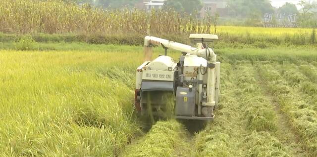 新华全媒+｜四川泸县：“一种两收”蓄留再生稻亩产近一吨