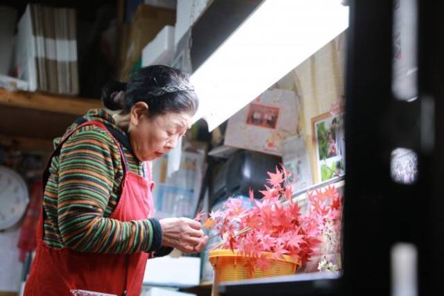 在日本德岛县上胜町，一位日本老人在整理红叶。（新华社发）